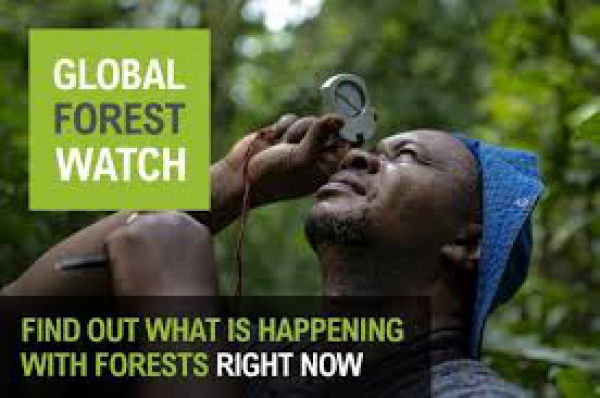 Logo von Global Forest Watch