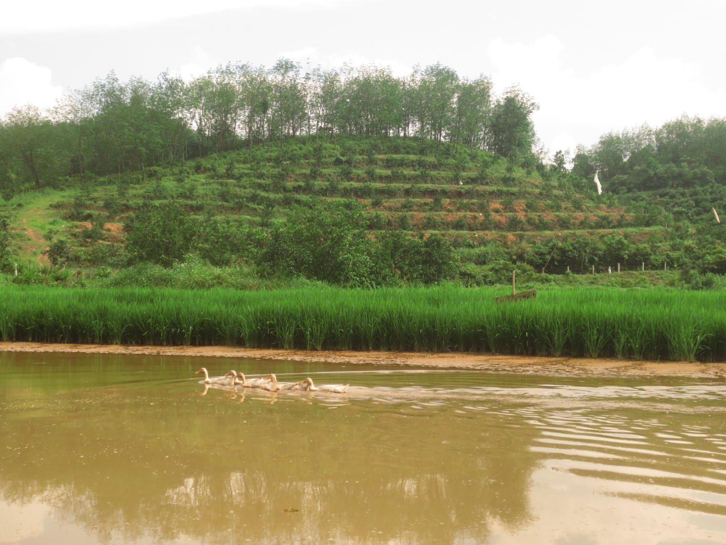 Pond in agricultural landscape