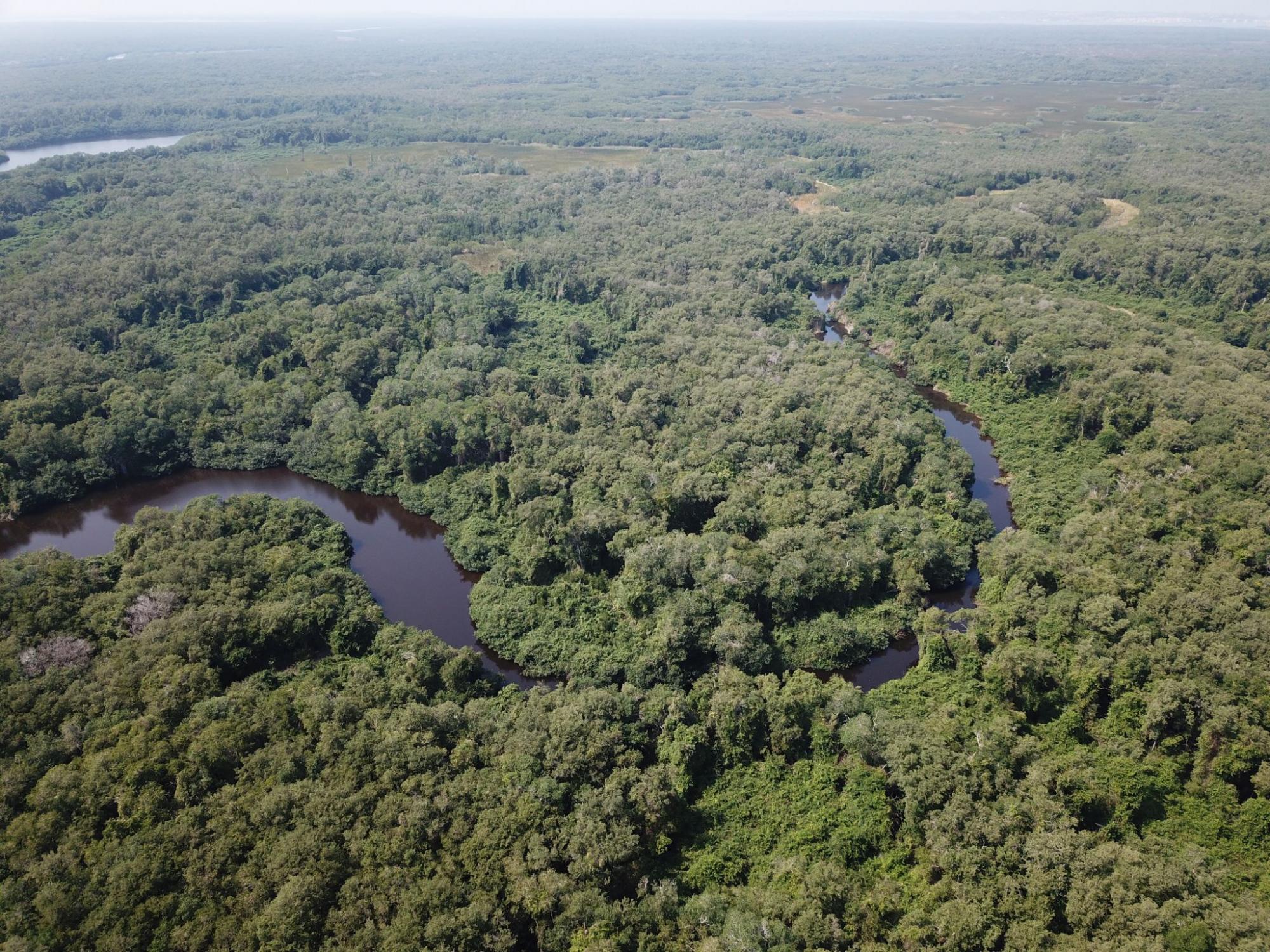 Aerial view of mangrove landscape