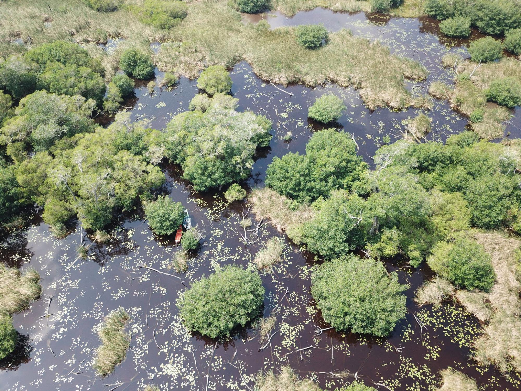 Aerial closeup of mangrove landscape