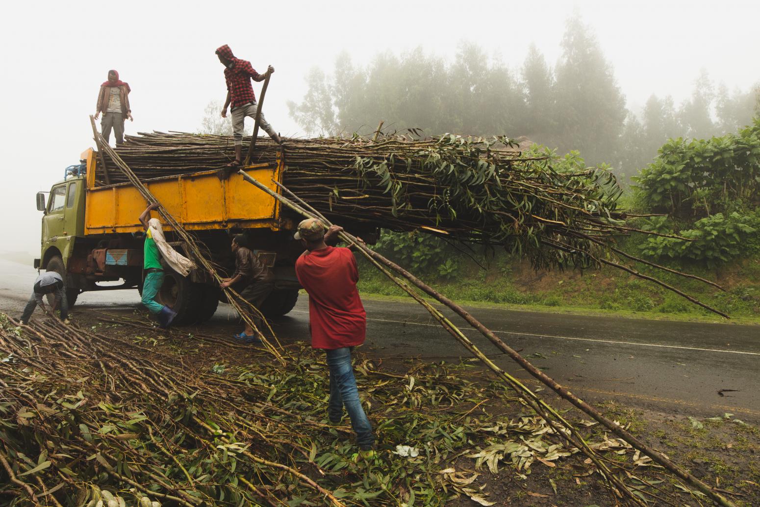 Workmen loading eukalyptus trunks on a timber truck