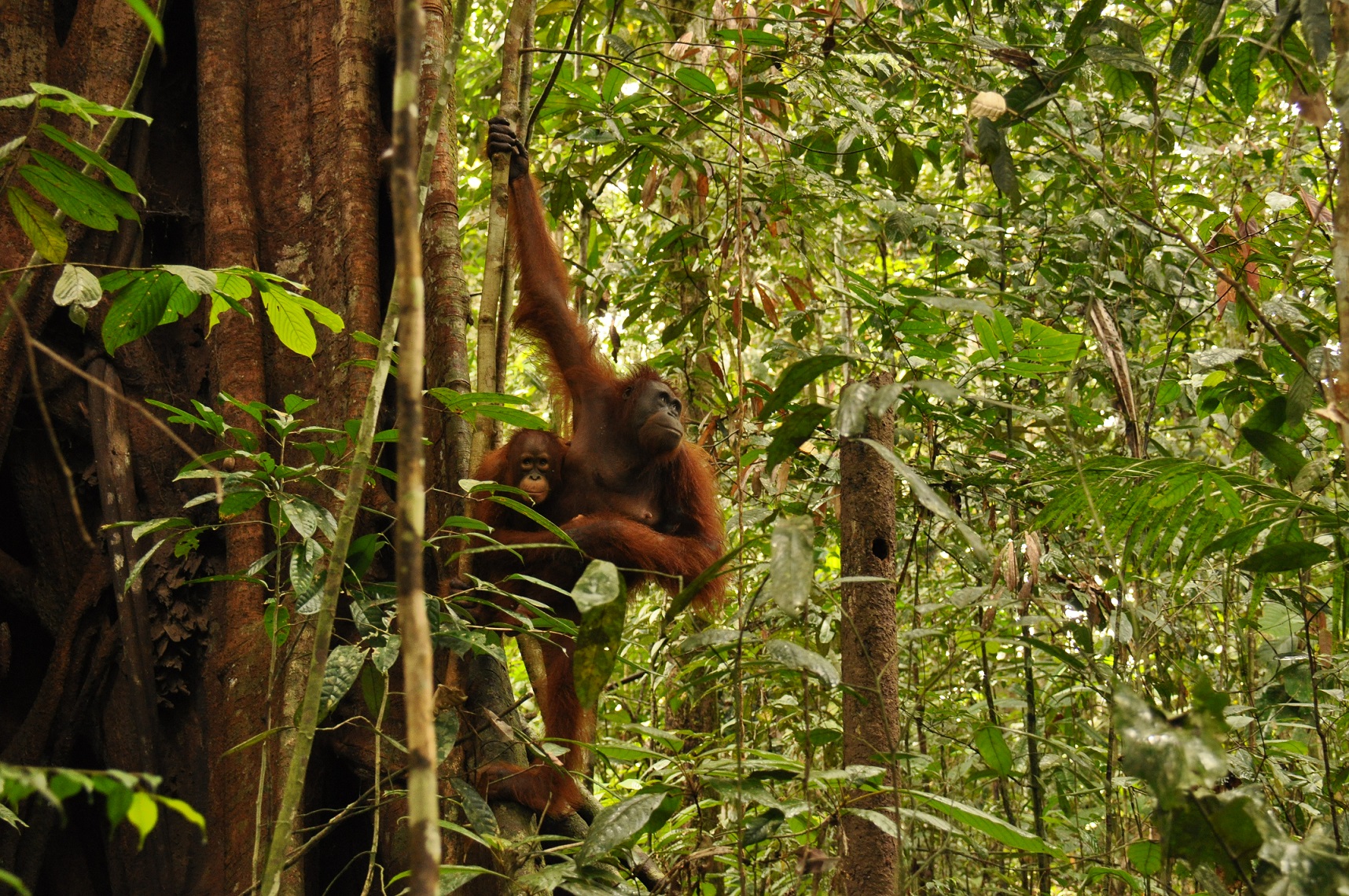 Orangutang.