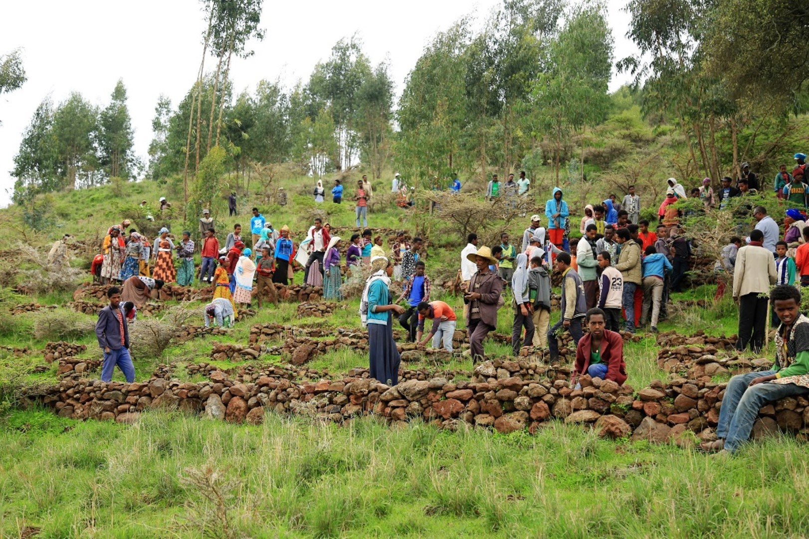 Villagers planting seedlings