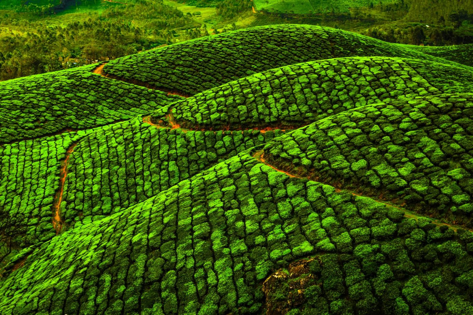 Tea plantations in Southern India