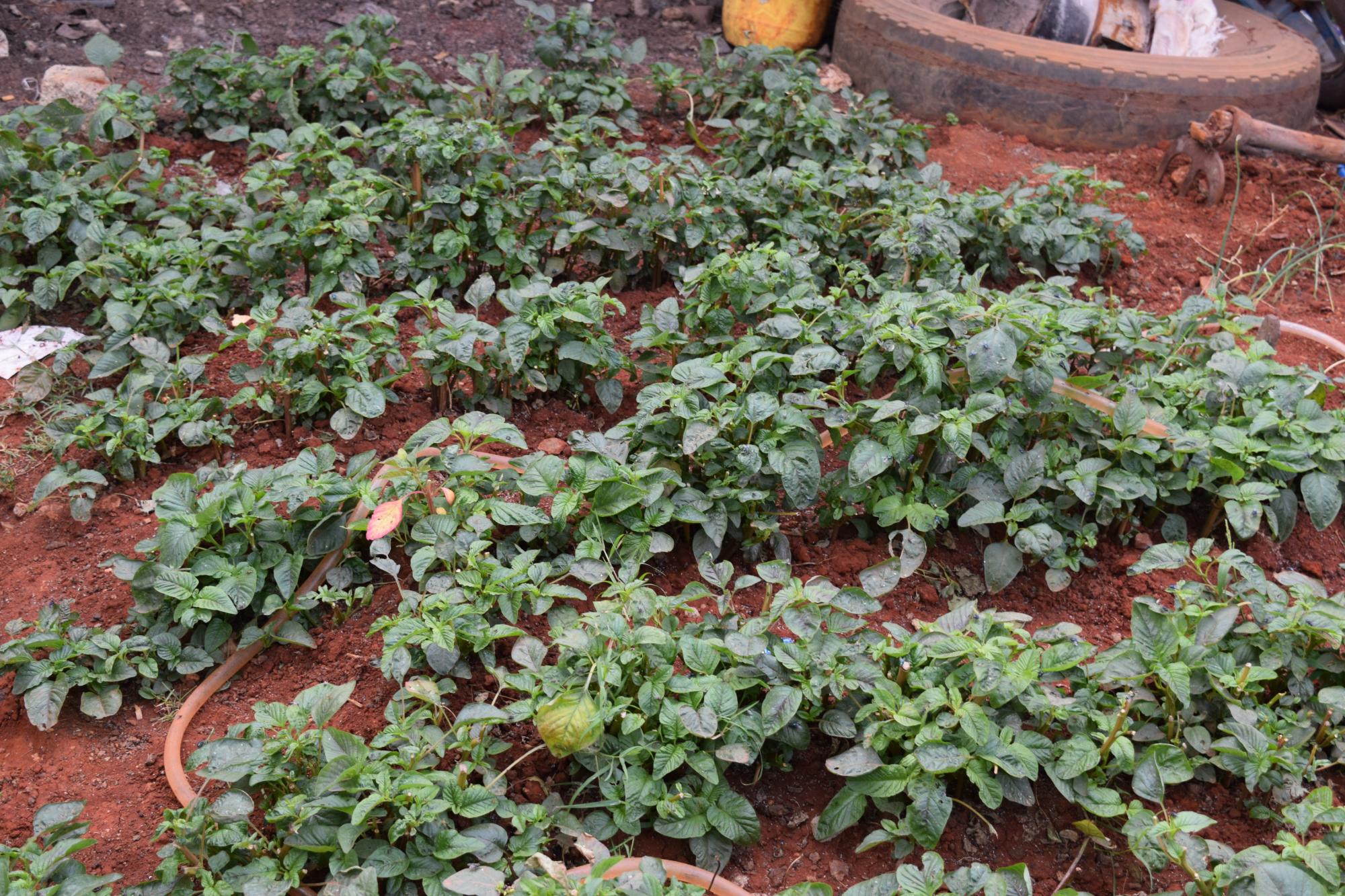 Photo 7: Traditional vegetables planted on the surface.