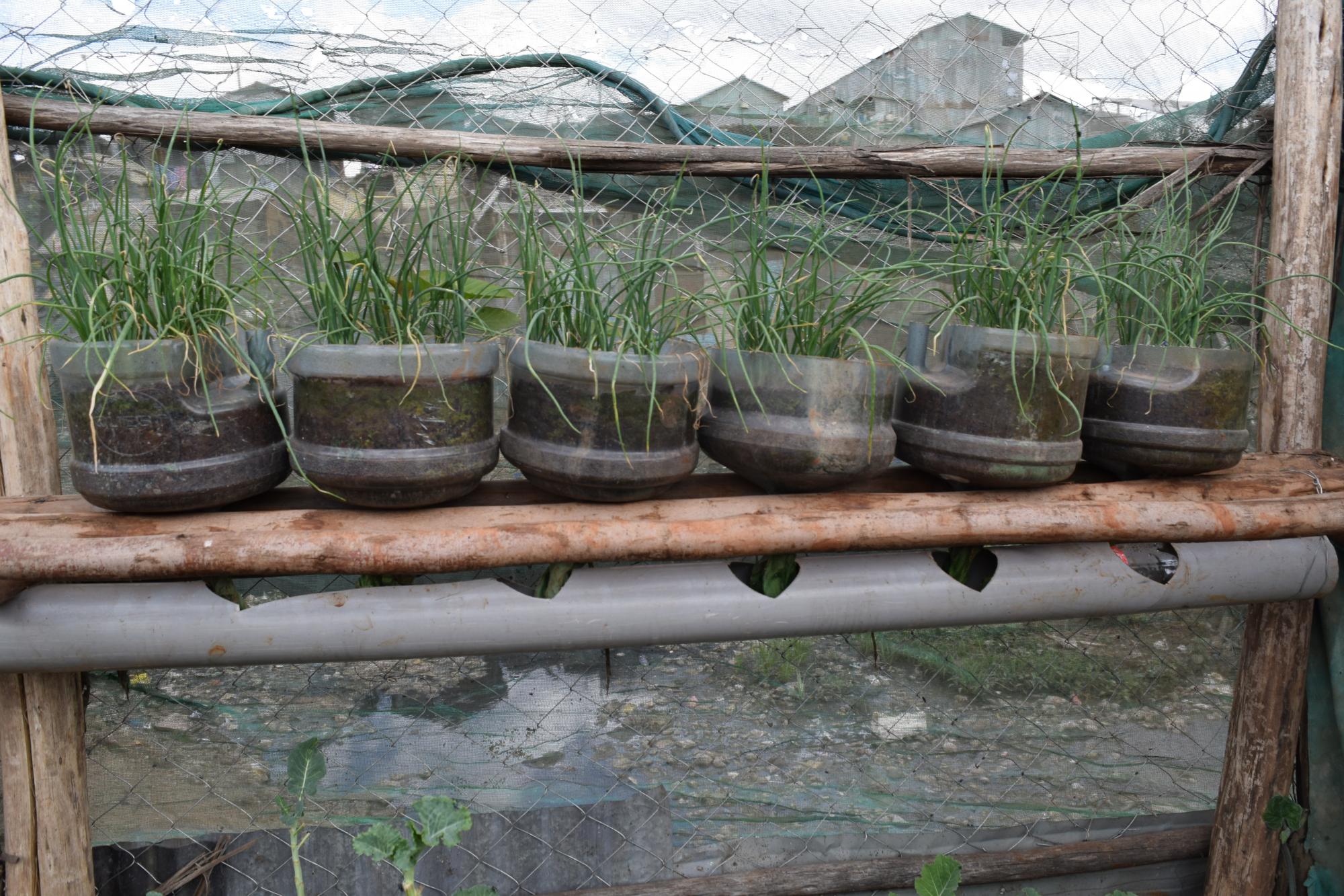 Photo 8: Onions planted in reused plastic containers (20 litres drinking water plastic bottles cut into half).