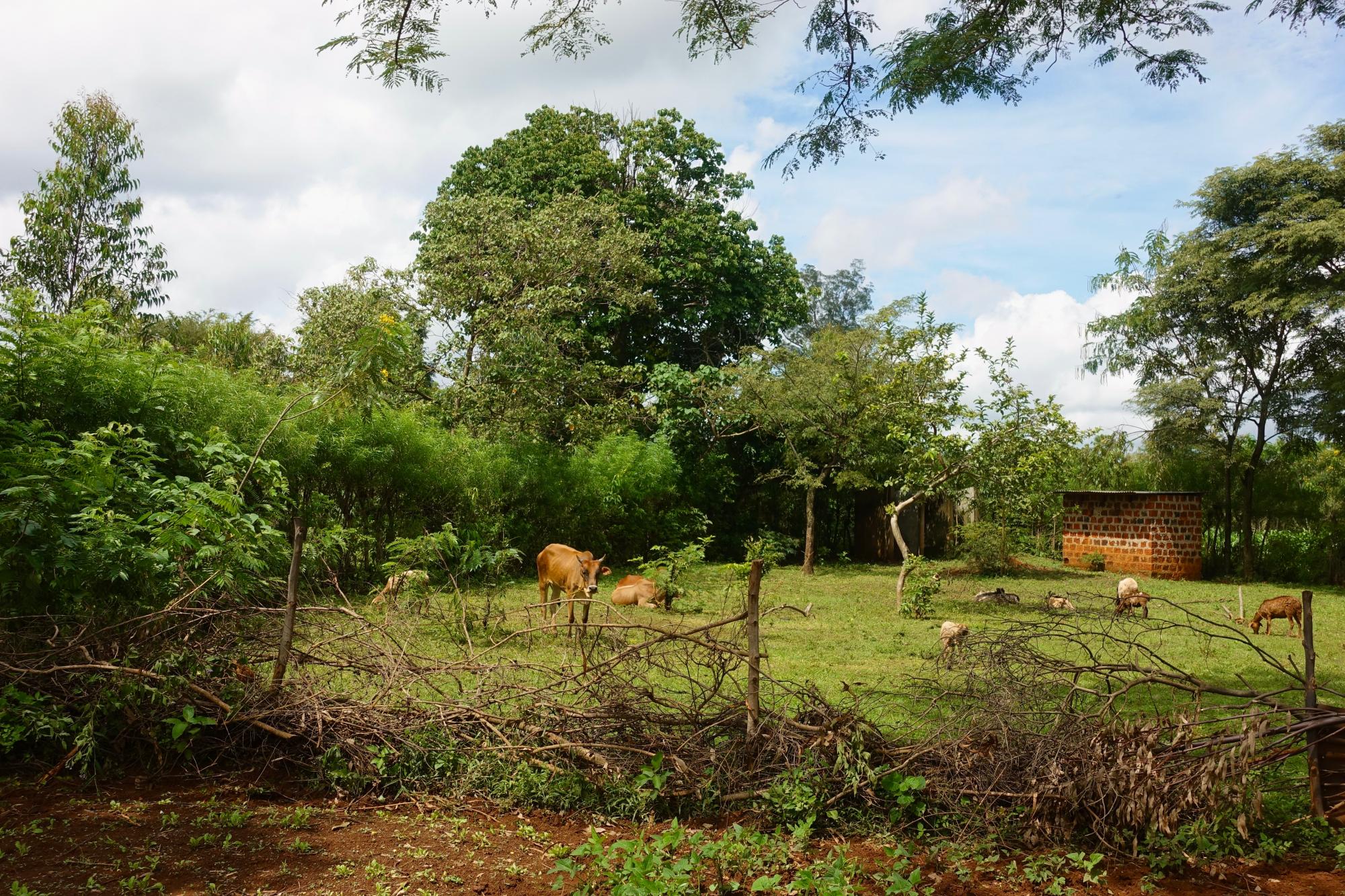 Photo 6: Cows grazing.