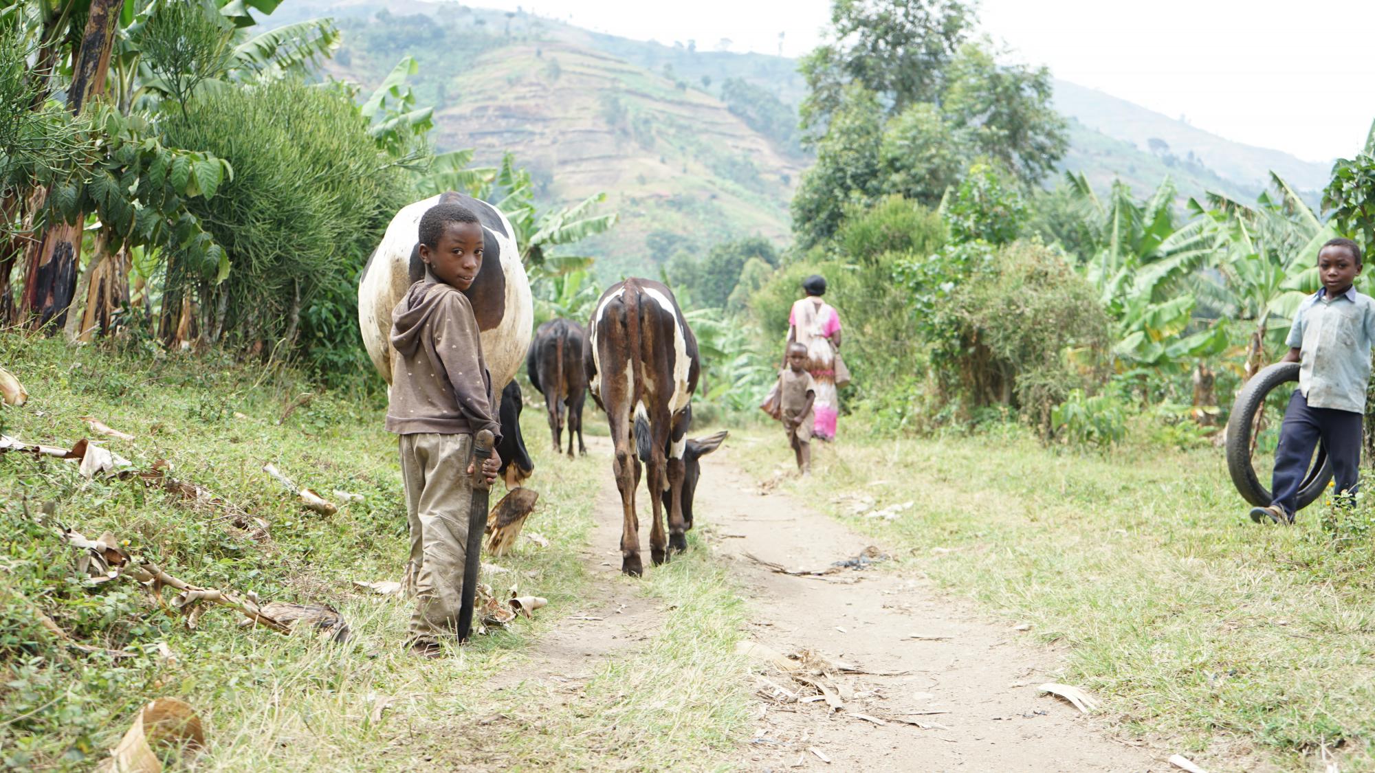 Photo 4: Boys are taking care about cows, village closed to the mountains, Uganda March 2022