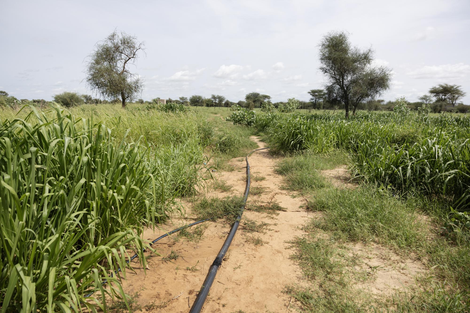 Field with high grass and plastic tube.
