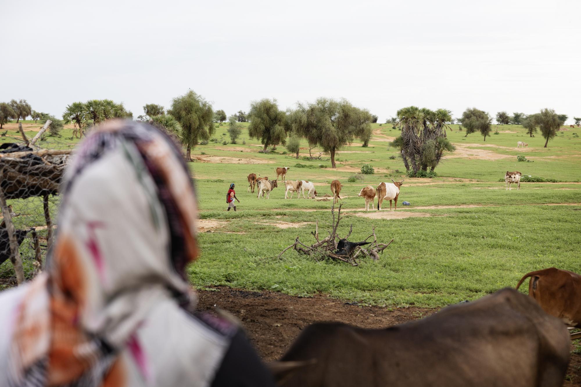Photo of photo story from Anthony Denayer a woman looking at cattle on a meadow.