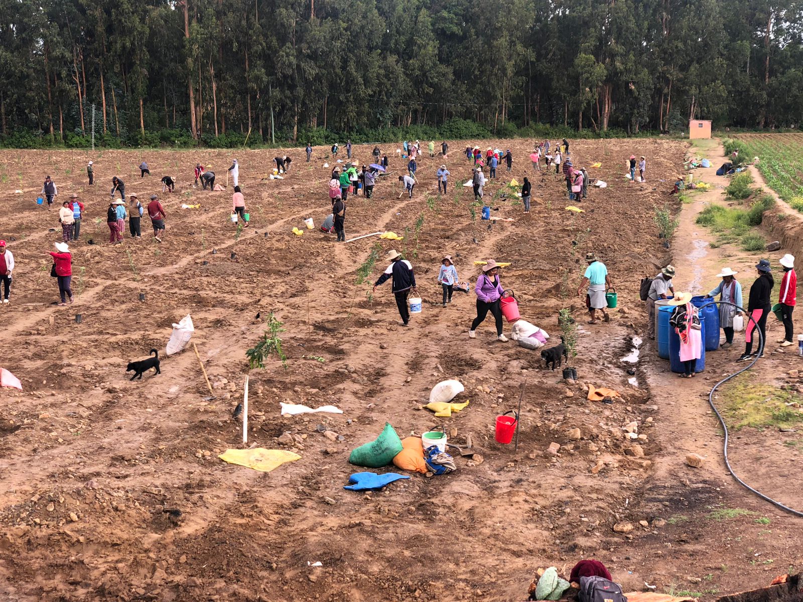 Tree Planting in Bolivia