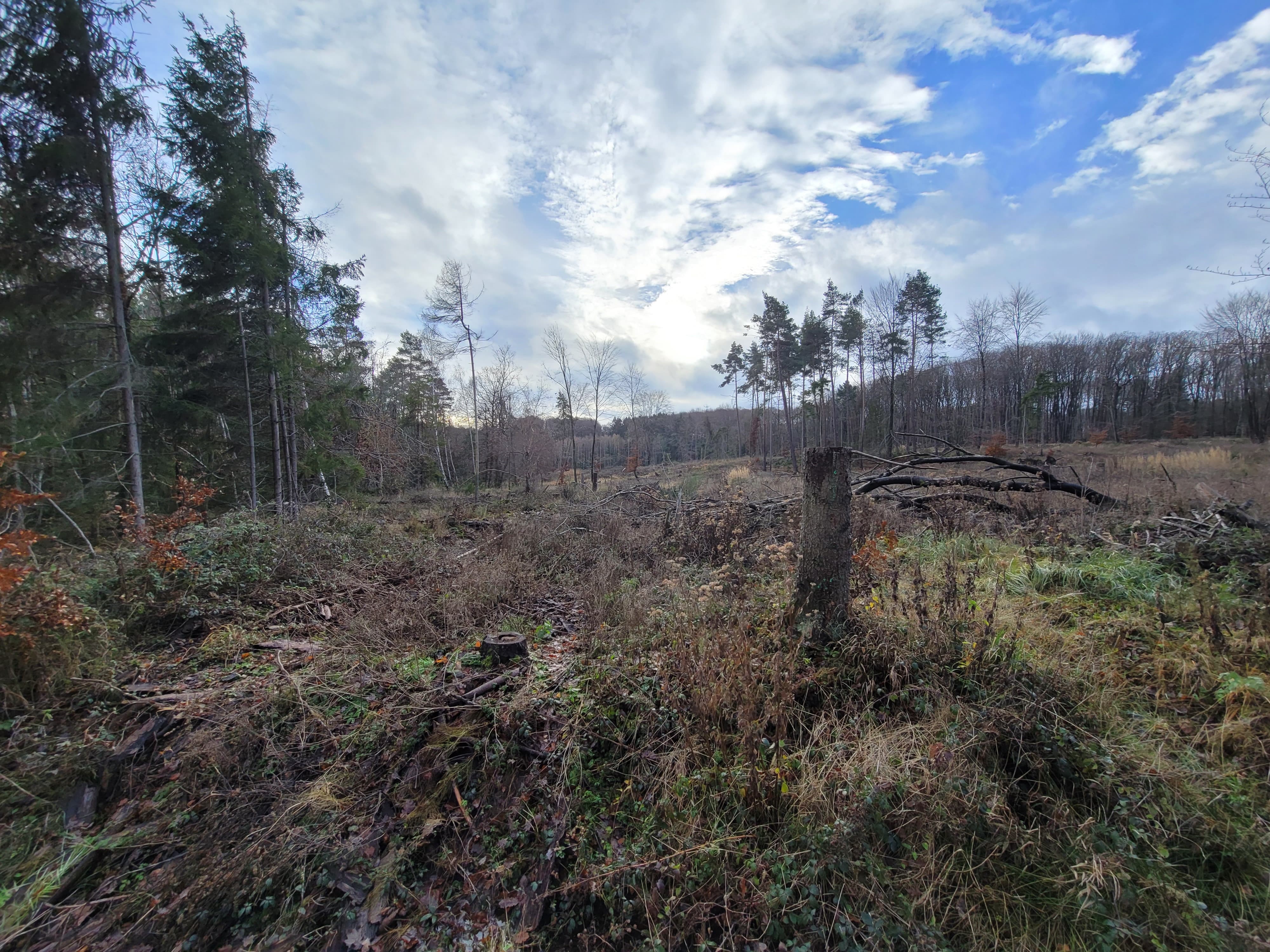 Reforestation Altendorf 2025 (Germany)