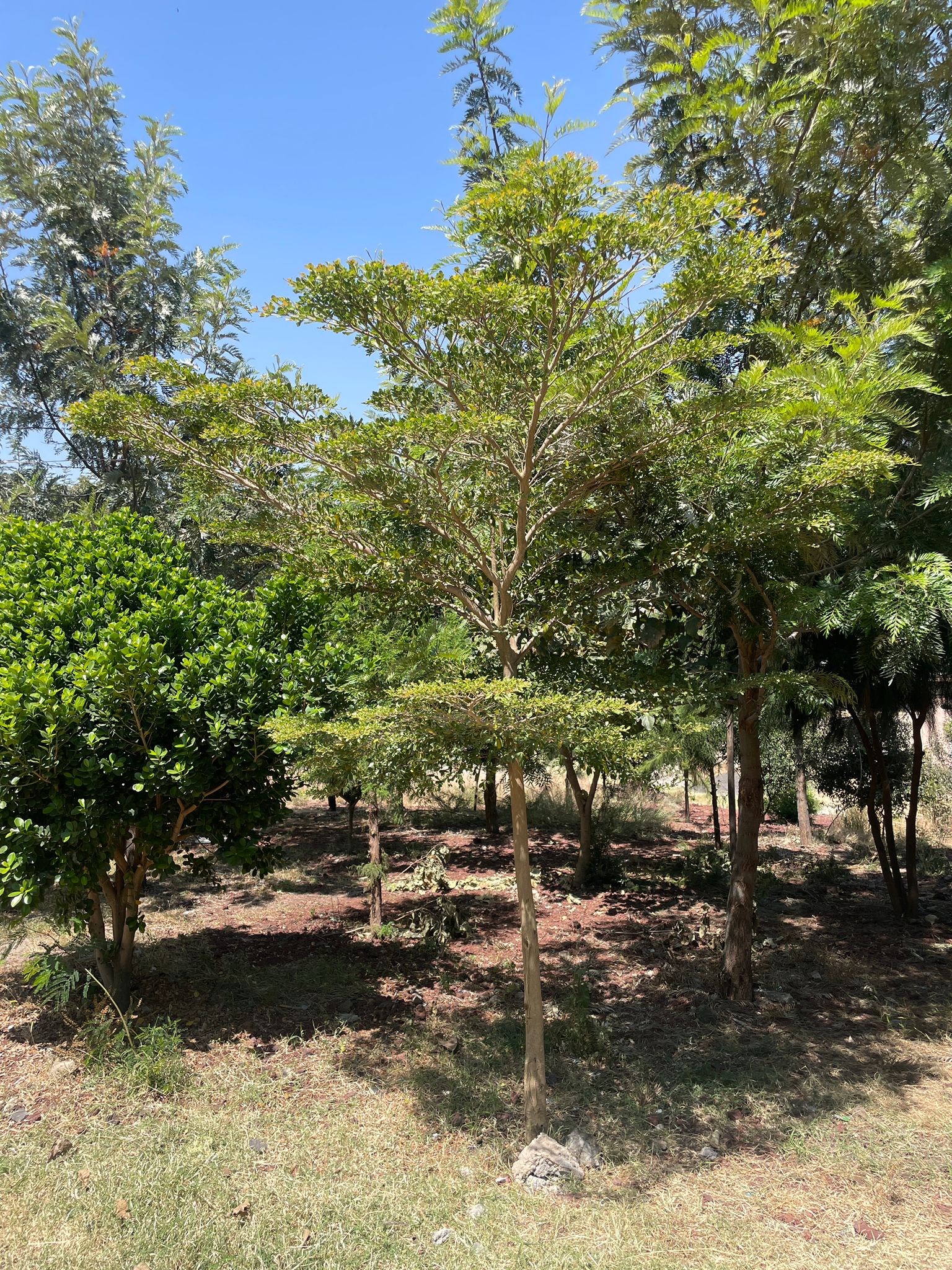 Trees after 5 Years.