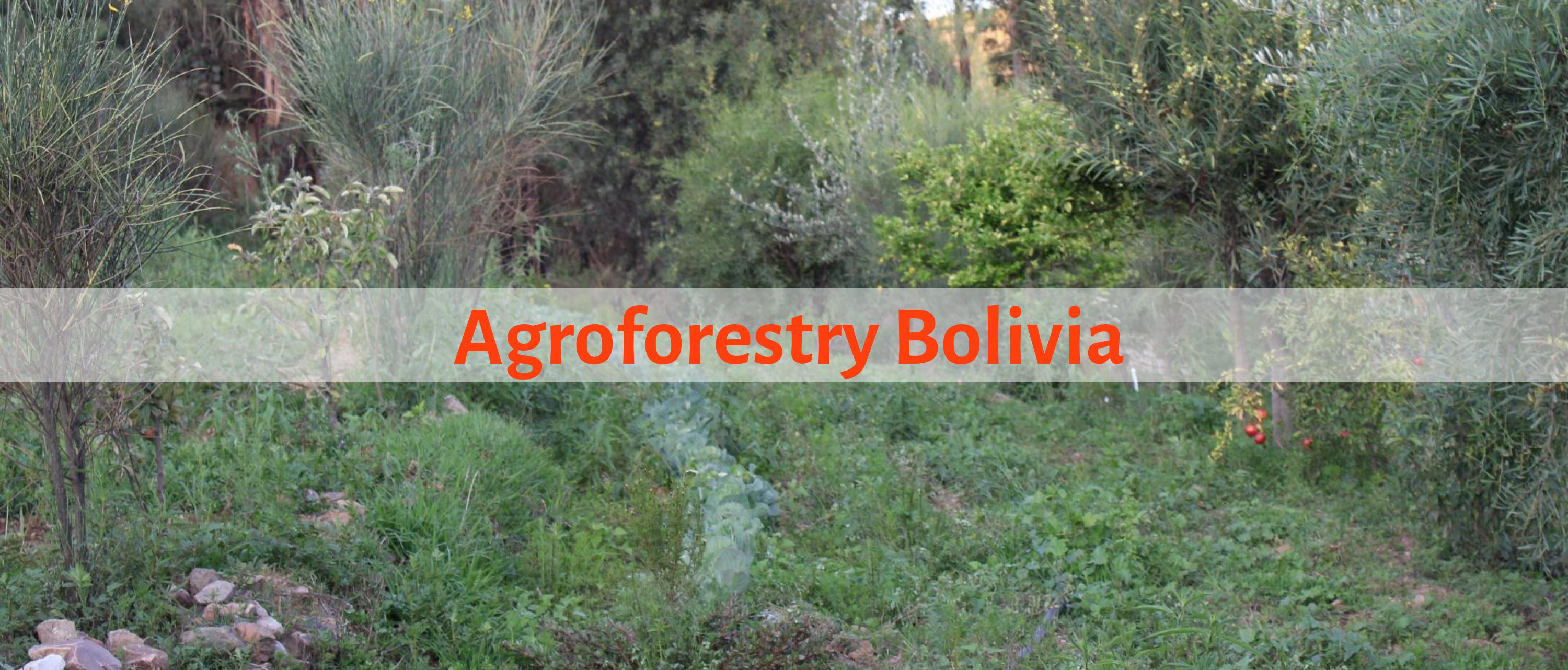 Field with dynamic agroforestry